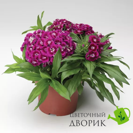 Гвоздика бородатая Barbarini F1 Purple pro-gvoborbarf1pur-1000 фото
