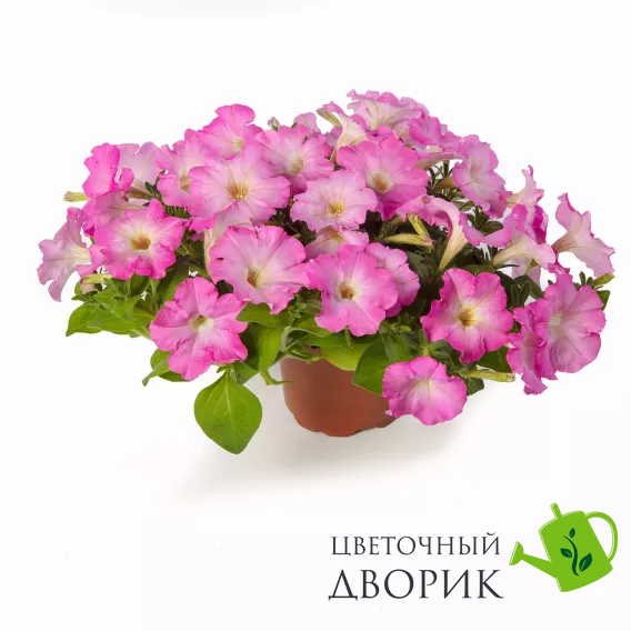 Петуния FlashForward F1 Pink Glo pro-petflaf1pinglo-1000 фото