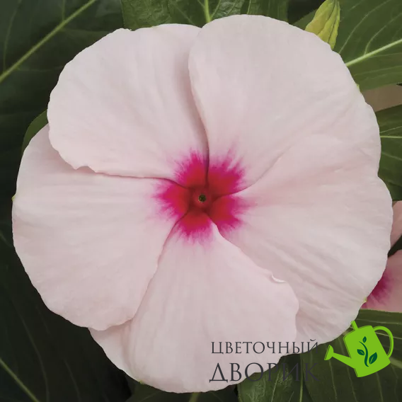 Винка Cora XDR Apricot pro-vincorxdrapr-1000 фото