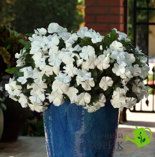 Винка Mediterranean XP White mediterraneanw-10 фото