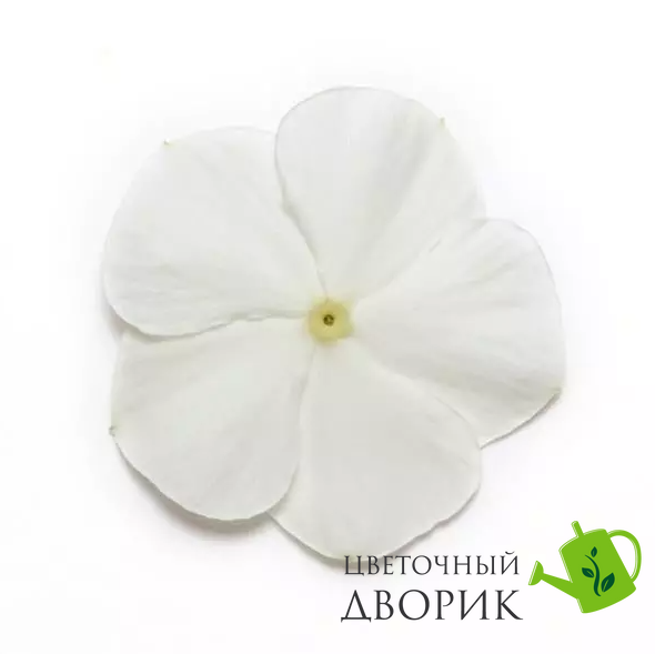 Винка Mediterranean XP White mediterraneanw-10 фото