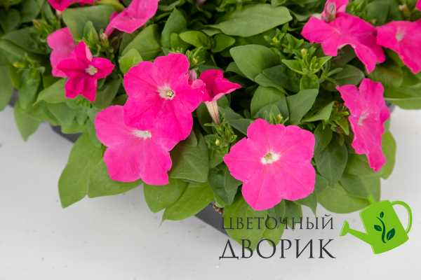 Петунія Boom! HD Pink New 2024 pro-boomPink-500 фото