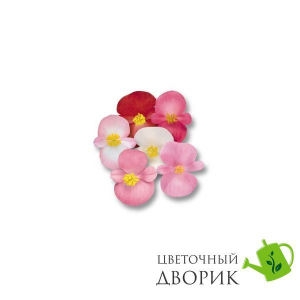 Бегонiя Nightlife F1 Mix NightlifeMix-10 фото