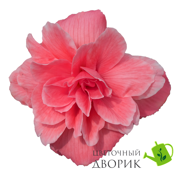 Бегонія Nonstop Joy F1 Mocca Rose NonstopJoyMoccaRose-5 фото