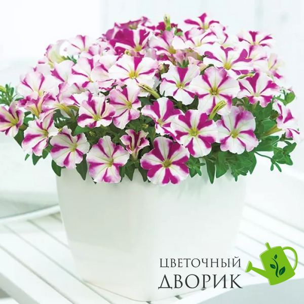 Петунія Picobella F1 Rose Star pro-petpicf1rossta-1000s фото