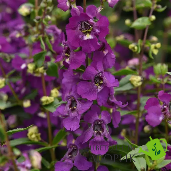Ангелония Serena Purple pro-AngeloniaSerenaPurple-100 фото