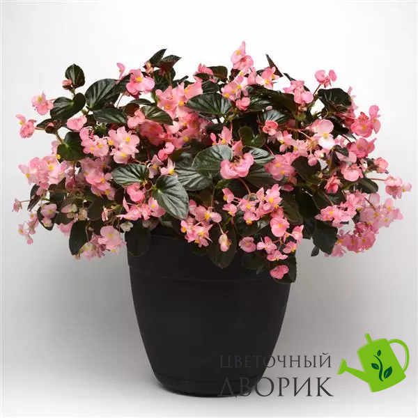 Бегонiя Megawatt Pink Bronze Leaf MegawattPinkBronzeLeaf фото