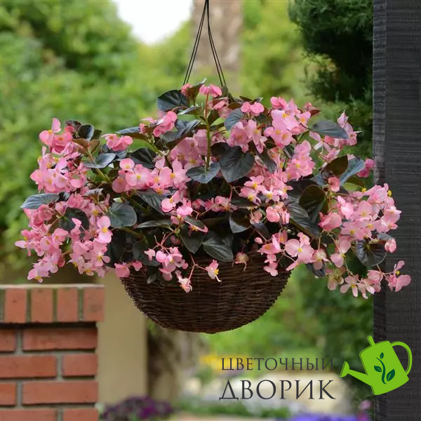 Бегонiя Megawatt Pink Bronze Leaf MegawattPinkBronzeLeaf фото