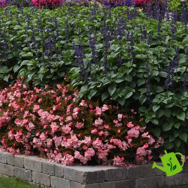 Бегонiя Megawatt Pink Bronze Leaf MegawattPinkBronzeLeaf фото