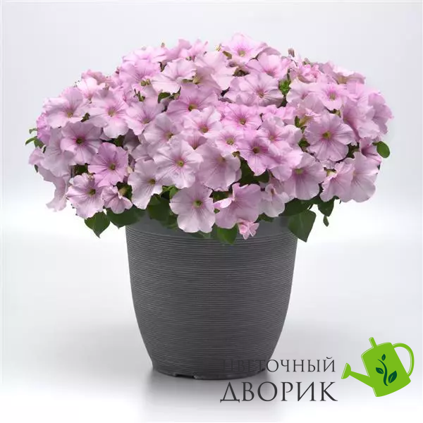 Петуния Easy Wave F1 Pink Pearl EasyWavePinkPearl-5 фото