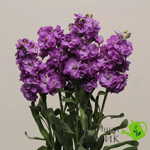 Маттиола Katz Blue pro-matkatblu-1000 фото