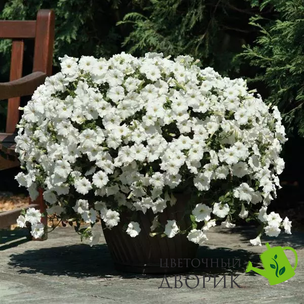 Петунія Easy Wave F1 White EasyWaveWhite фото