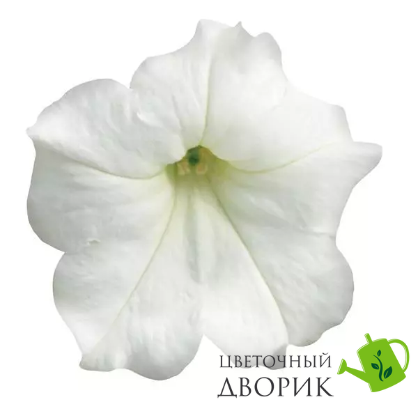 Петунія Easy Wave F1 White EasyWaveWhite фото