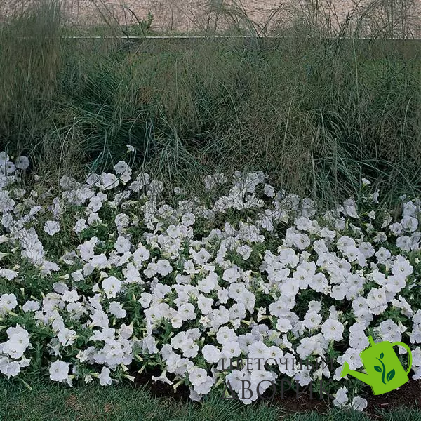 Петунія Easy Wave F1 White EasyWaveWhite фото