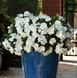 Винка Mediterranean XP White mediterraneanw-10 фото 3