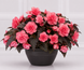 Бегонія Nonstop Joy F1 Mocca Rose NonstopJoyMoccaRose-5 фото 1