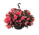 Бегония Nonstop Joy F1 Mocca Rose NonstopJoyMoccaRose-5 фото 1