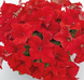 Петуния Success!360 F1 Red Success!360Red фото 3