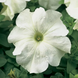 Петуния Tritunia F1 White pro-TrituniaF1White-1000s фото 1