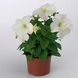 Петуния Tritunia F1 White pro-TrituniaF1White-1000s фото 2