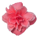 Бегонія Nonstop Joy F1 Mocca Rose NonstopJoyMoccaRose-5 фото 2