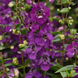 Ангелония Serena Purple pro-AngeloniaSerenaPurple-100 фото 2