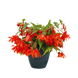 Бегонія Funky F1 Orange FunkyOrange фото 1