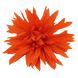 Бегонія Funky F1 Orange FunkyOrange фото 2