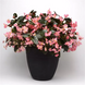 Бегонiя Megawatt Pink Bronze Leaf MegawattPinkBronzeLeaf фото 2