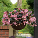 Бегонiя Megawatt Pink Bronze Leaf MegawattPinkBronzeLeaf фото 3
