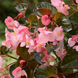 Бегонiя Megawatt Pink Bronze Leaf MegawattPinkBronzeLeaf фото 1