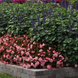 Бегонiя Megawatt Pink Bronze Leaf MegawattPinkBronzeLeaf фото 4
