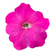 Петуния Boom! HD Pink  pro-boomPink-500 фото 3