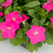 Петуния Boom! HD Pink  pro-boomPink-500 фото 2