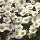 Камнеломка Lofty White Blush LoftyWhiteBlush-10 фото 2