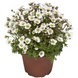 Камнеломка Lofty White Blush LoftyWhiteBlush-10 фото 1
