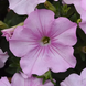 Петуния Easy Wave F1 Pink Pearl EasyWavePinkPearl-5 фото 2