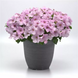 Петуния Easy Wave F1 Pink Pearl EasyWavePinkPearl-5 фото 3