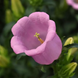 Дзвоник Campana Pink Improved New2027 pro-CampanaPinkImproved-500 фото 1