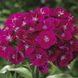 Гвоздика бородатая Barbarini F1 Purple pro-gvoborbarf1pur-1000 фото 1