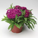 Гвоздика бородатая Barbarini F1 Purple pro-gvoborbarf1pur-1000 фото 2