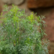 Укроп FernLeaf pro-FernLeaf-1000 фото 2
