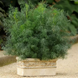 Укроп FernLeaf pro-FernLeaf-1000 фото 1
