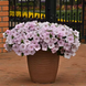 Петуния Easy Wave F1 Pink Pearl EasyWavePinkPearl-5 фото 1