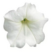 Петунія Easy Wave F1 White EasyWaveWhite фото 2