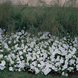 Петунія Easy Wave F1 White EasyWaveWhite фото 4