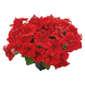 Петуния Success!360 F1 Red Success!360Red фото 1