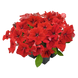 Петунія Success! HD F1 Red pro-petsuchdf1red-500 фото 1