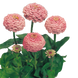 Цинния Oklahoma Pink pro-OklahomaPink-1000 фото 2
