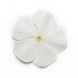 Винка Mediterranean XP White mediterraneanw-10 фото 2